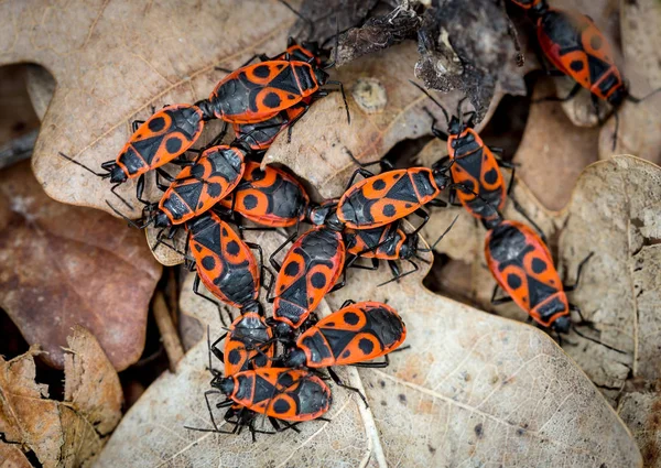 Grupo de insectos de madera roja en una superficie de hoja de roble — Foto de Stock