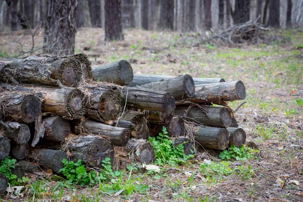 Oude Logboeken in bos — Stockfoto