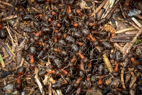 Ants on an anthill in the forest — Stock Photo, Image