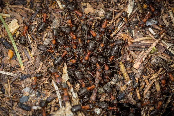 Ants on anthill surface — Stock Photo, Image