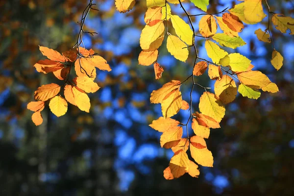 Autumn branch in forest — Stock Photo, Image