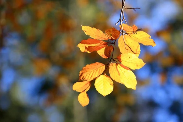 Autumn twig with dry leafage — Stock Photo, Image