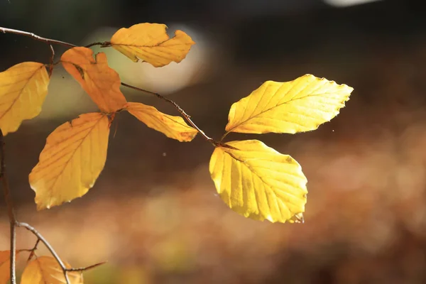 Mooie herfst twig in bos — Stockfoto