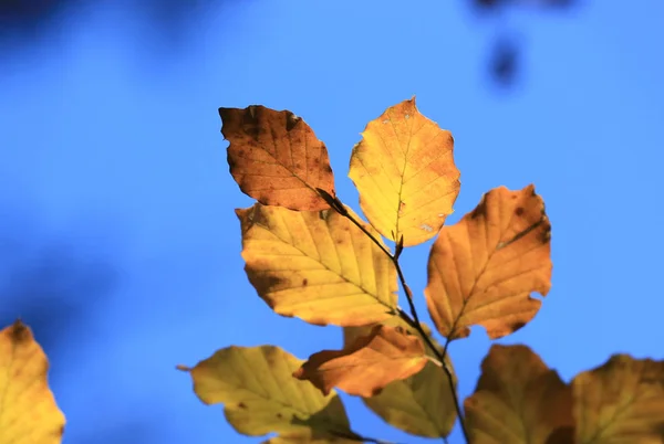 Ładny żółty gałązka w czasie jesieni — Zdjęcie stockowe