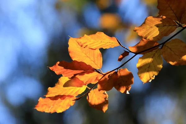 Astratto ramoscello autunno nella foresta — Foto Stock