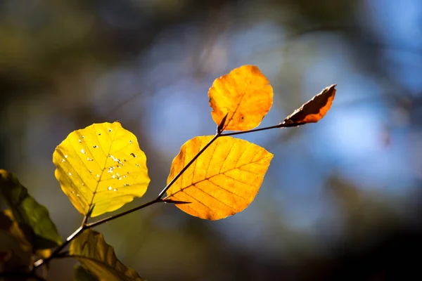Nice view on autumn twig — Stock Photo, Image