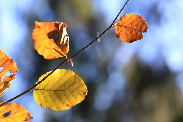 Herbstzweig an sonnigem Tag — Stockfoto