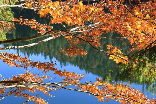 Bel ramoscello autunno su sfondo blu lago — Foto Stock