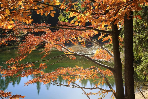 Dağ gölü sonbahar ağacı — Stok fotoğraf