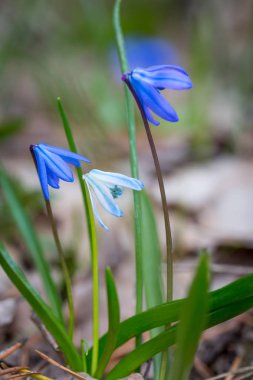 Bahar ormanında yabani çiçekler
