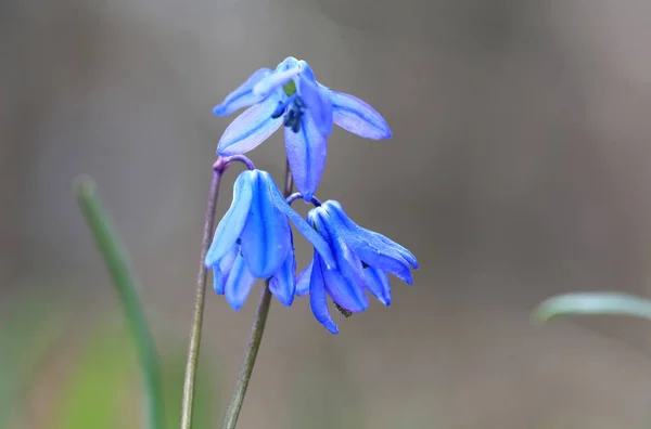 Scilla bifolia fiori — Foto Stock