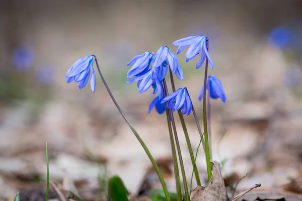 Primavera selvaggia scilla bifolia fiori — Foto Stock