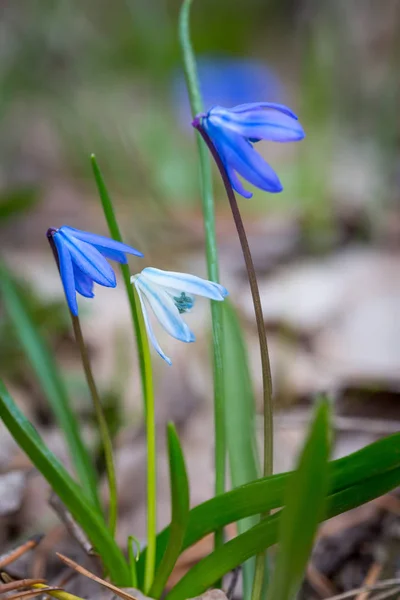Divoké květiny v jarním lese — Stock fotografie
