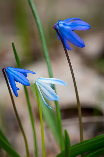 Jolie Scilla bifolia fleurs sauvages — Photo