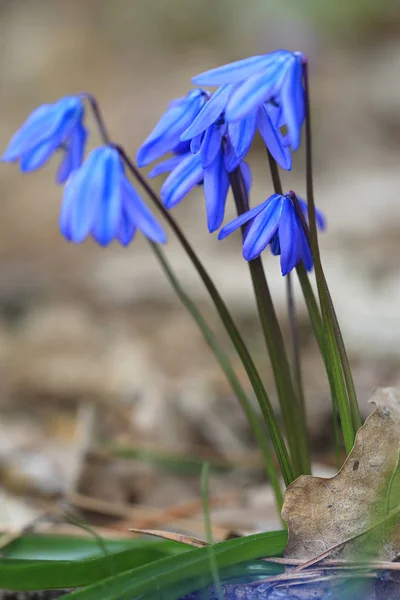 Ładne kwiaty w lesie wiosna — Zdjęcie stockowe
