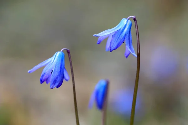 Schöne Frühlingsblumen — Stockfoto