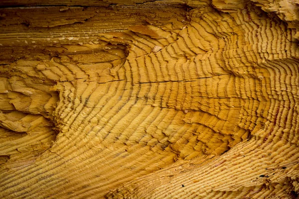 松树木材纹理 — 图库照片