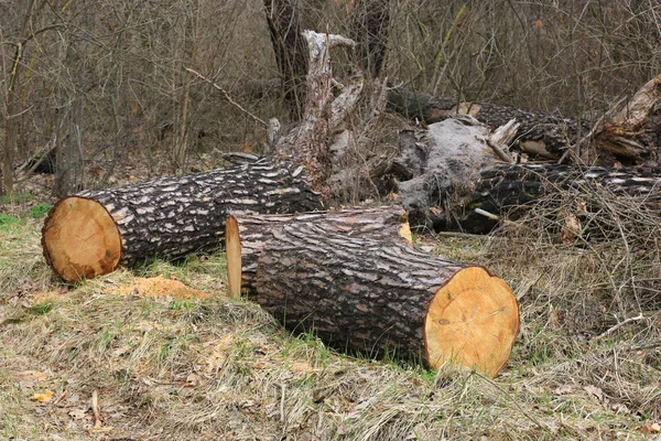 Logs no prado na floresta — Fotografia de Stock