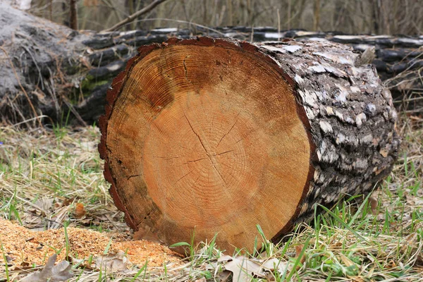 Pine forest inloggen — Stockfoto