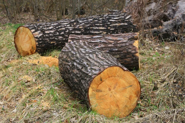 Houten stammen in het bos — Stockfoto