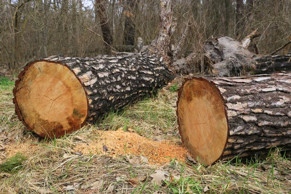 Pinjeskog i skogen — Stockfoto