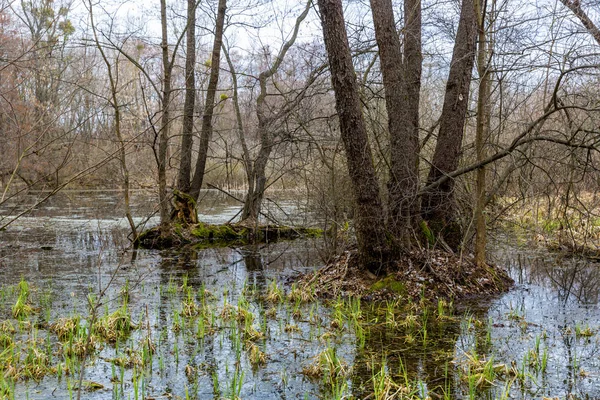 Bog in spring forest — Stock Photo, Image