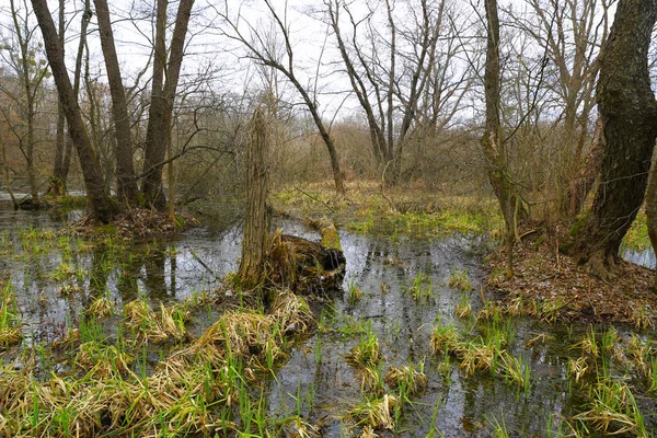 Viejo pantano en bosque de primavera — Foto de Stock