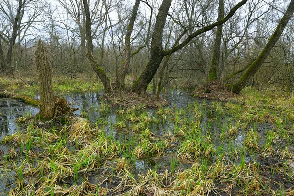 Primavera en el pantano en el bosque —  Fotos de Stock