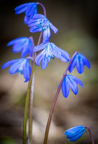 Wilde Scilla bifolia Blüten — Stockfoto