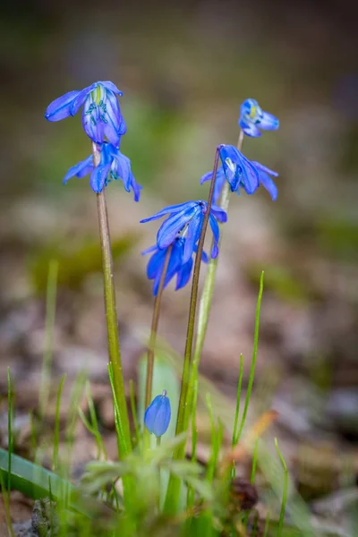 Scilla bifolia fleurs sauvages — Photo