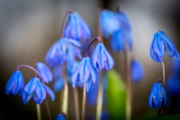 Nice sciila bifolia flowers — Stock Photo, Image