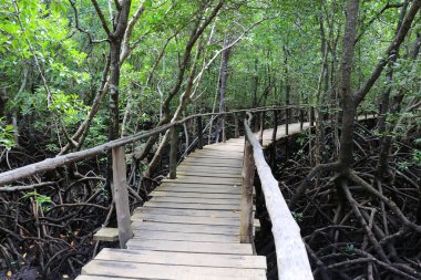 orman içinde ahşap brige