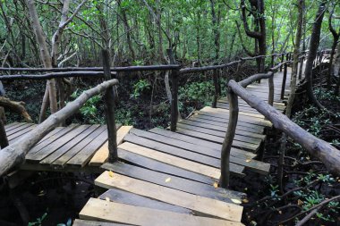 mangrov orman içinde ahşap köprü