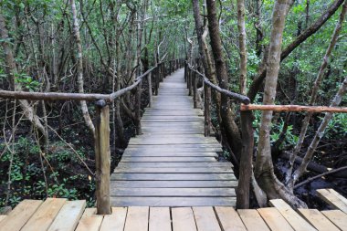 Mangrov orman Bridge'de