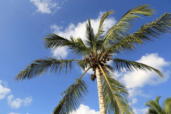 Palmera en el fondo del cielo — Foto de Stock