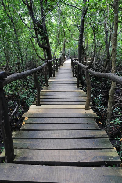 Brücke im Manngrovenwald — Stockfoto