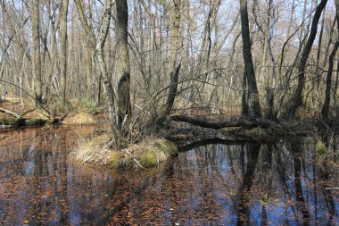 bahar ormanında bataklık
