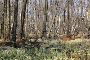 bahar ormanında bataklık