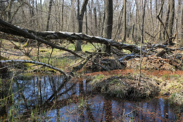 Veen in voorjaar bos — Stockfoto