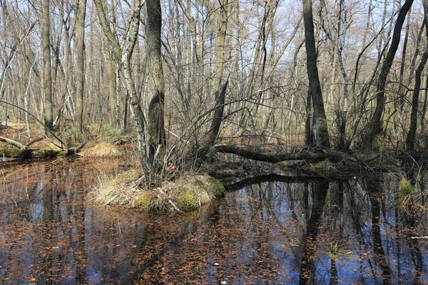 Moeras in het voorjaar bos — Stockfoto