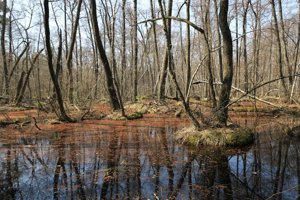 Lente in bos boog — Stockfoto