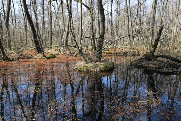 Spring time on bog in forest — Stock Photo, Image
