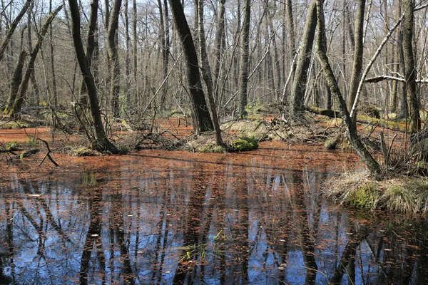 Pantano en bosque profundo — Foto de Stock
