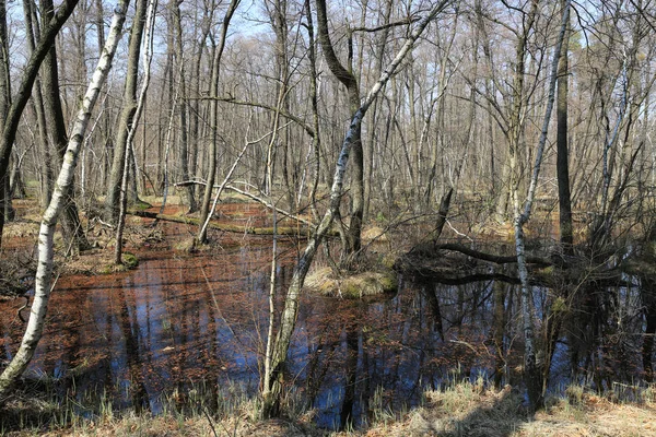 Scène sur tourbière dans la forêt — Photo