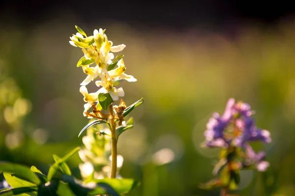 素敵な春の野の花 — ストック写真