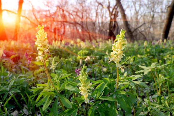 春の森の中の野生の花の草原 — ストック写真