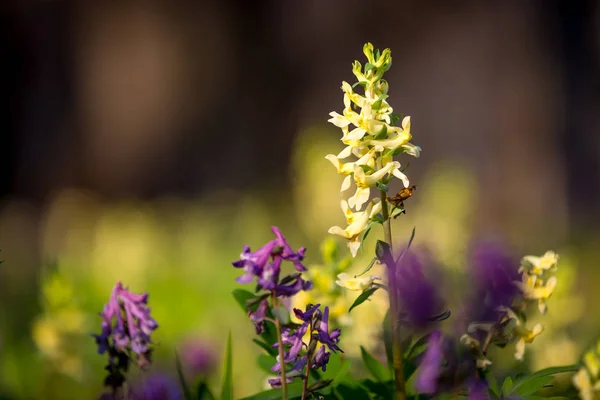 Vilda blommor äng — Stockfoto