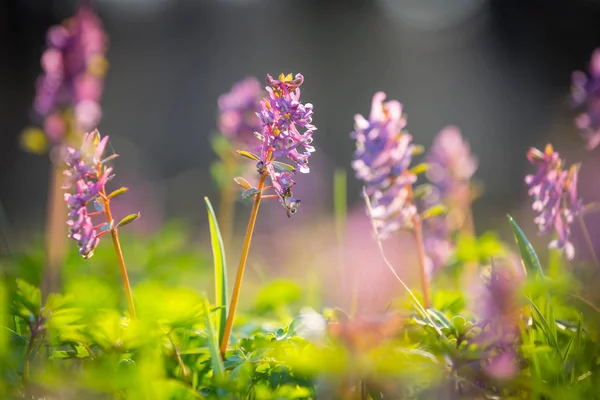 Красота дикие цветы луг — стоковое фото