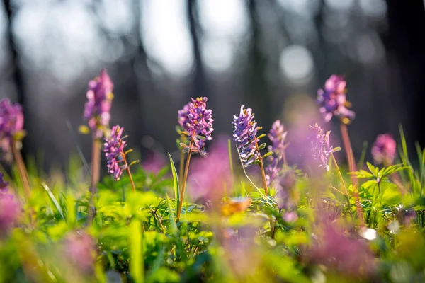 Divoké květiny v jarním lese — Stock fotografie