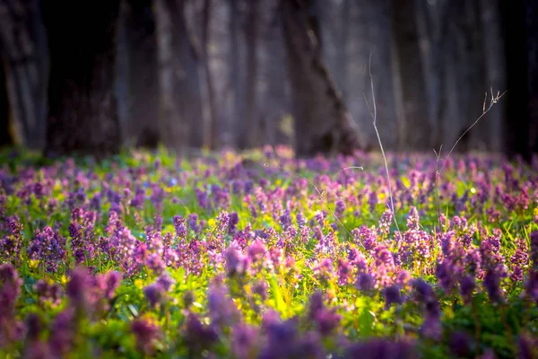 Primavera flor prado entre los árboles en el bosque — Foto de Stock